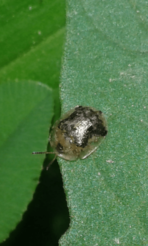 Chrysomelidae: Cassida sp.: S, Cassida piperata, specie aliena